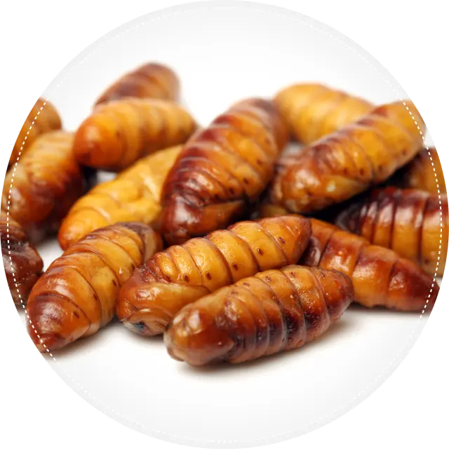 生きている蚕のサナギ