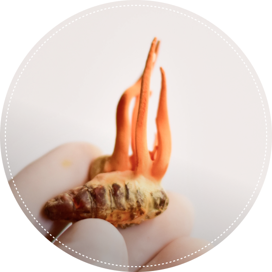 完全に熟した状態で収穫